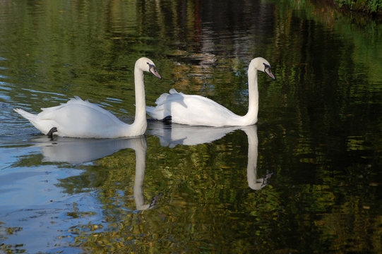 Pair of Mute Swans Glide Across a Lake