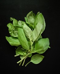 Fresh basil herb on black background