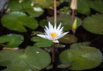 Beautiful  water lily lotus flower in pond