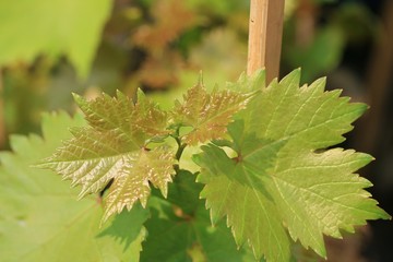 grape leaves