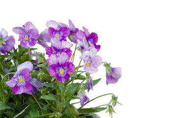 Fototapeta na wymiar Viola cornuta flower isolated on white background
