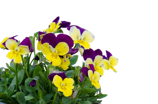 Viola cornuta flower isolated on white background