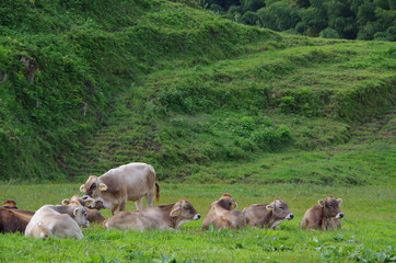 Obraz premium 一斉に右を向く牛達