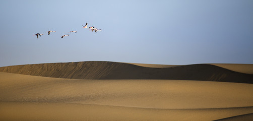Flamingo in the Walvis Bay wetland.
