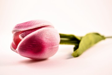 Fototapeta premium Tulip