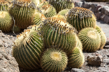 Obraz premium Echinocactus grusonii, popularly known as the golden barrel cactus, golden ball or, amusingly, mother-in-law's cushion,