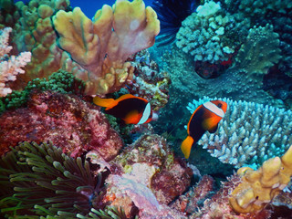 Obraz na płótnie Canvas Black anemone fishes