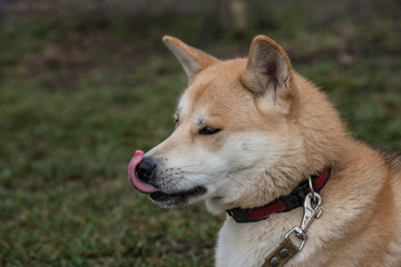Naklejka na ściany i meble Close-up of akita inu dog.selective focus