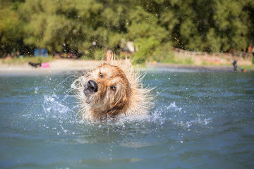 Dog on vacation - summer portrait