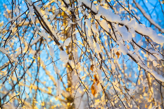 Snow-covered birch branches in sunlight