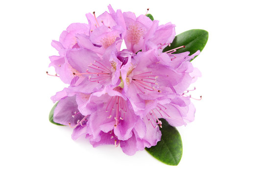 pink Rhododendron flower on white background