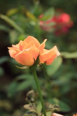 Obraz premium the rose flowers