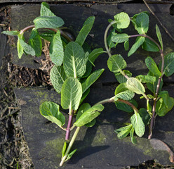 Fresh mint herb