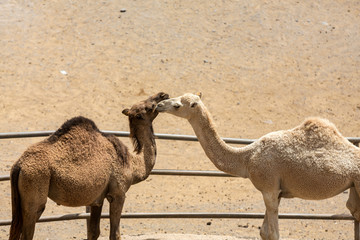The herd of Camels on the farm
