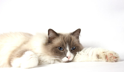 Fluffy ragdoll cat with blue eyes