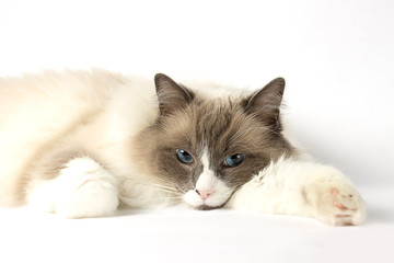 Fototapeta na wymiar Fluffy ragdoll cat with blue eyes
