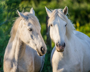 Obraz na płótnie Canvas Portrait of two White Camargue horses. Parc Regional de Camargue. France. Provence. An excellent illustration