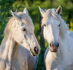 Portrait of two White Camargue horses. Parc Regional de Camargue. France. Provence. An excellent illustration