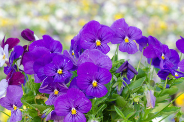 Viola cornuta, horned pansy, tufted pansy
