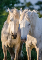 Naklejka na ściany i meble Portrait of two White Camargue horses. Parc Regional de Camargue. France. Provence. An excellent illustration