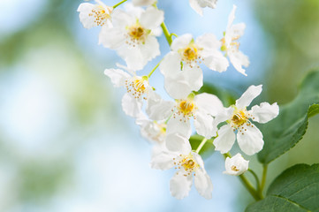 Fototapeta na wymiar White flowers of cherry orapple blossoms on spring day