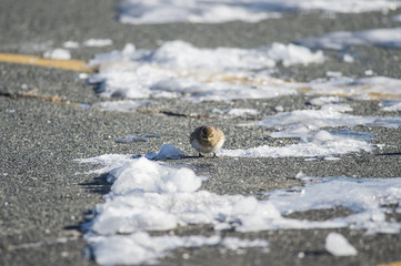 Horned Lark evil eye