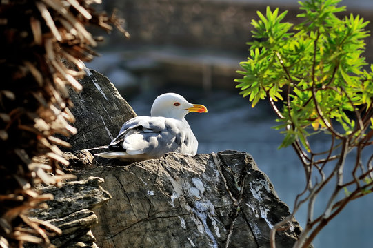 adult seagull larus sits on the rock