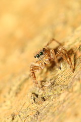 Jump spider