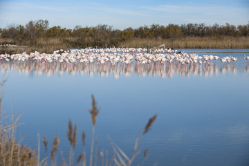 Fototapeta premium Large group of pink flamingos