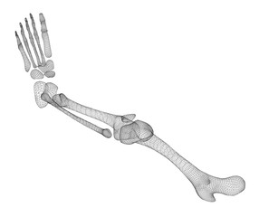 Human  leg skeleton