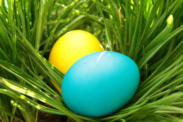Easter hunt/ Easter eggs in the grass