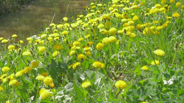 Taraxacum officinale   plants near river flow 4K 2160p UltraHD footage - Dandelion field yellow flower beding 4K 3840X2160 UHD video