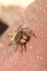 Jump spider