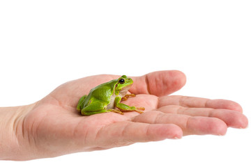 Fototapeta premium European green tree frog sitting on hand