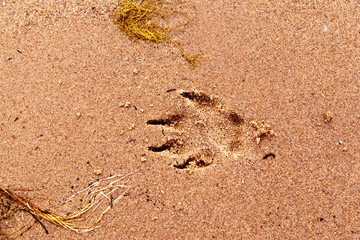 dog paw trail in wet sand