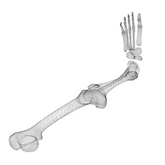 Human  leg skeleton