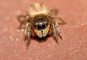 Jump spider