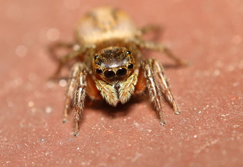 Jump spider