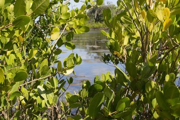 Water glittering through mangrove tree leaves