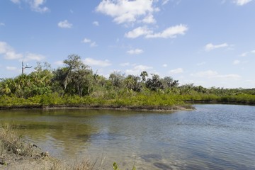 Shallow brackish water in mangrove forest, Florida Everglades