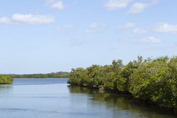 Obraz premium Mangrove trees bordering lake in Florida Everglades