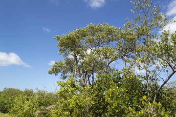 Mangrove trees against blue sky