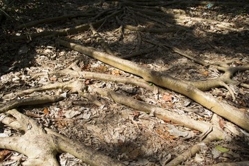 Tree roots sprawling on the ground in the jungle
