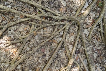 Tree roots sprawling on the ground in the jungle