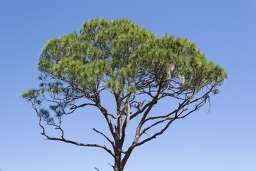Green pine tree canopy, Florida