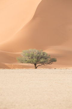 Landscape in Sossusvlei, Namibia.