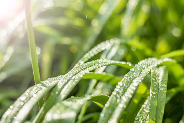 drops of dew on a green grass