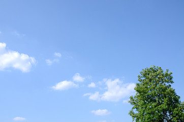 青空と雲と一本の木