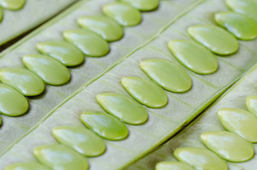 Green Seed White Popinac background