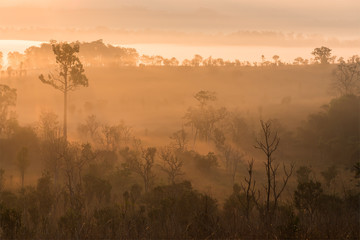 Fototapeta premium Green forest with ray of lights on the morning